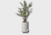 Medium Olive Tree icon1.png